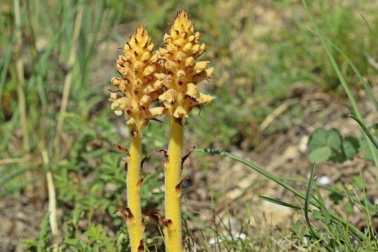 Sommerwurz (Orobanche spec.)