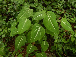 Caladium schomburgkii, a beautiful houseplant with green leaf and white lines