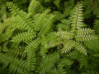 Naklejka na ściany i meble Close up photo of adiantum fern bright green leaves wallpaper