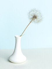 Dandelion in a vase on a light pastel blue background