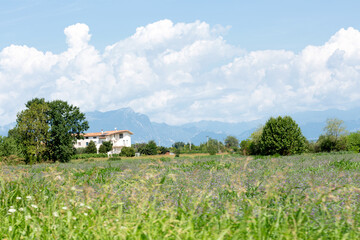 Fototapeta na wymiar Typical landscape of Northern Italy. A lovely spring meadow with soft light and warmth.