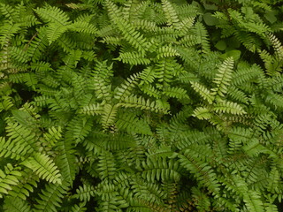 Fototapeta na wymiar Adiantum fern leaf in forest background, wallpaper maidenhair fern