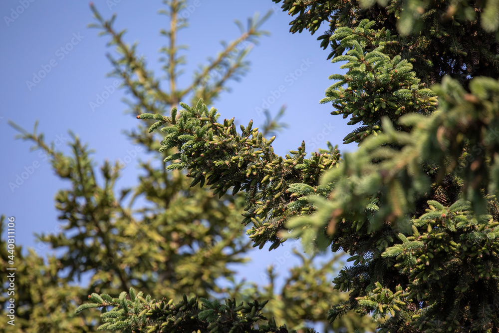 Canvas Prints New growing cones on spruce