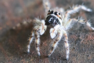 MACRO - JUMPING SPIDER