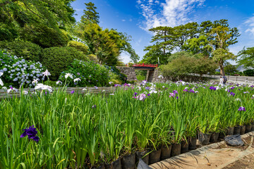 神奈川県小田原市　小田原城のあじさい・花菖蒲園