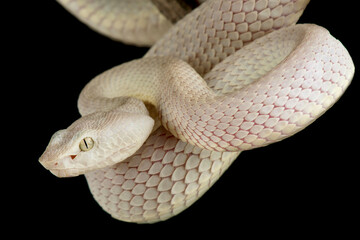 McGregor's pit viper (Trimeresurus mcgregori)