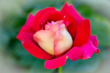 Red rose flower close up