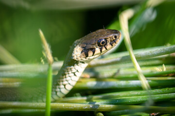 Young Grass snake