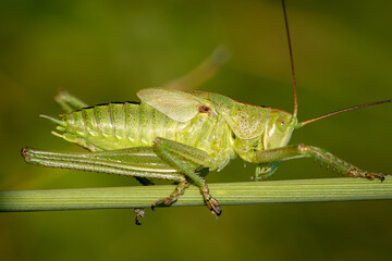Roesel's bush-cricket