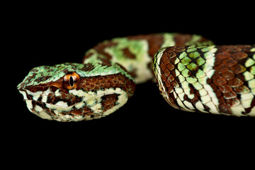 Broad-banded Temple Pitviper (Tropidolaemus laticinctus)