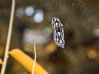 spider web on the window
