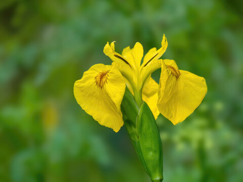 Wild Yellow Flag Iris, Iris Pseudacorus.