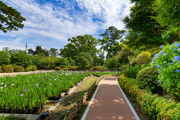 神奈川県小田原市　小田原城のあじさい・花菖蒲園