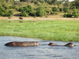 Nilpferde im Chobe Nationalpark
