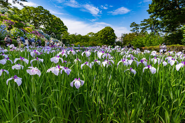 Obraz premium 神奈川県小田原市 小田原城のあじさい・花菖蒲園