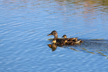 Wild duck - Malard hen with ducklings