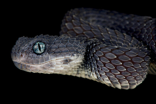 Hairy bush Viper (Atheris hispida) captive from Central Africa Y