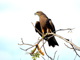 BLACK KITE - RESTING ON BRANCH