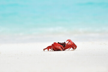 red crab on beach