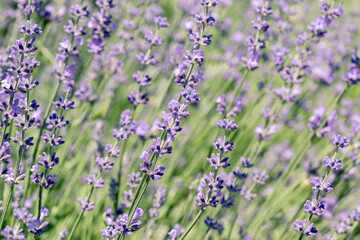 Selective focus on purple lavender flowers on blur background.  Pastel colors background. Soft dreamy feel.