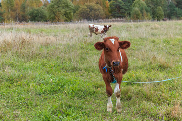 A young brown white calf on a rope in a  green grass field looking at the camera in autumn day....