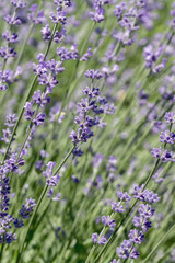 Selective focus on purple lavender flowers on blur background.  Pastel colors background. Soft dreamy feel.