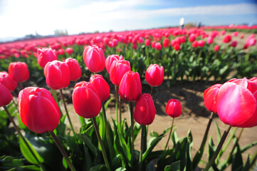 tulip farm