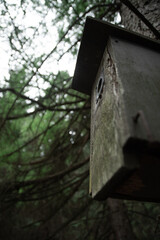 bird birdhouse tree house wood