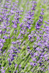 Beautiful lavender flower. Selective and soft focus on lavender flower. Lavender flowers lit by sunlight in flower garden