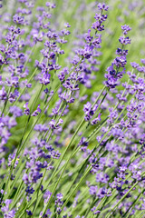Obraz premium Beautiful lavender flower. Selective and soft focus on lavender flower. Lavender flowers lit by sunlight in flower garden
