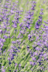 Selective focus on purple lavender flowers on blur background.  Pastel colors background. Soft dreamy feel.