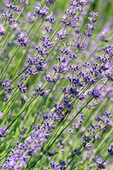 Selective focus on purple lavender flowers on blur background.  Pastel colors background. Soft dreamy feel.