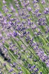 Selective focus on purple lavender flowers on blur background.  Pastel colors background. Soft dreamy feel.
