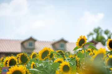【大阪府堺市】堺・緑のミュージアム ハーベストの丘 のひまわり畑