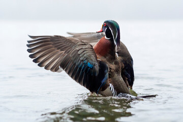 Colorful male Wood Duck with wings extended.