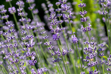 Obraz premium Beautiful lavender flower. Selective and soft focus on lavender flower. Lavender flowers lit by sunlight in flower garden