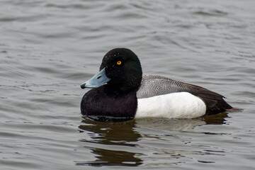 Beautiful black and white male Scaup swimming in a lake.