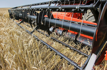 Harvester at work. Wheat field, harvesting, threshing.