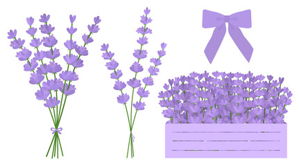 Obraz na płótnie Canvas Lavender flowers vector illustration. Provence wildflowers
