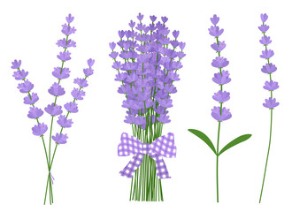 Bouquets Lavender  flowers vector illustration. Provence wildflowers