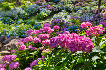 神奈川県小田原市　小田原城のあじさい・花菖蒲園