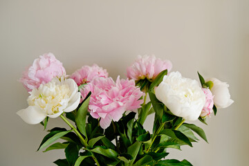 Cropped studio shot of beautiful peony flowers over textured background with a lot of copy space for text. Feminine floral composition. Close up, top view, backdrop, flat lay