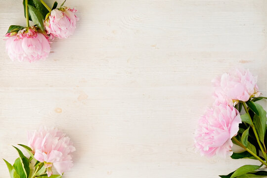 Studio shot of beautiful peony flowers over textured background with a lot of copy space for text. Feminine floral composition. Close up, top view, backdrop, flat lay