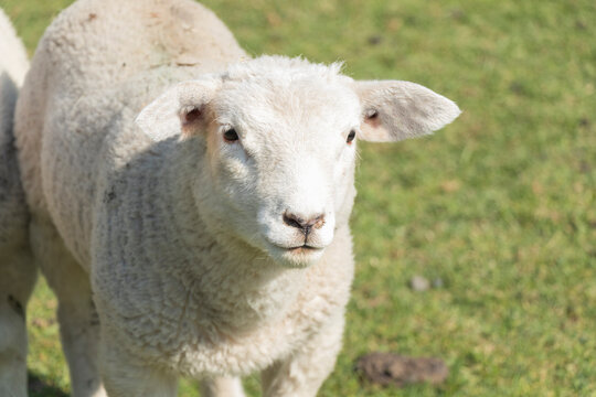 close up of little two young sheep standing on the green grass in spring season.