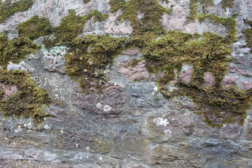 Obraz premium moss on stone wall weathered