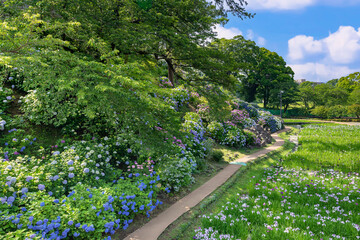 神奈川県小田原市　小田原城のあじさい・花菖蒲園