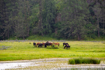 Grazing horses in rainy weather on green meadow near lake in mountains