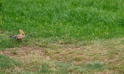 Obraz na płótnie Canvas hoopoe bird on green grass in garden in Egypt