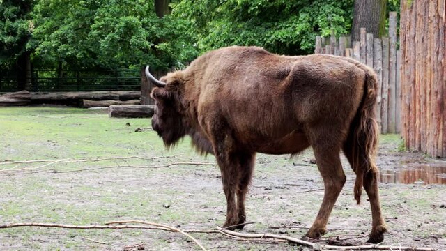 Close-up of an adult large bison. Wild animal