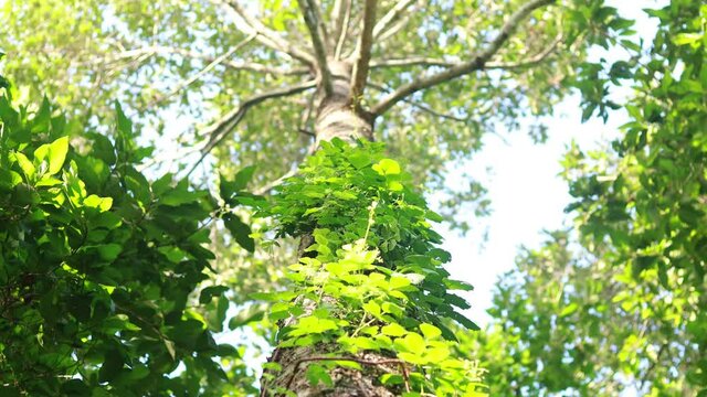 bokeh High treetop of tropical Yang Na trees (Dipterocarpus alatus Roxb. in science name)   in countryside of Thailand